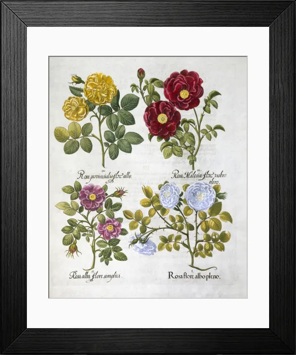 Framed Print : Roses, 1613 Framed Print : Roses, 1613