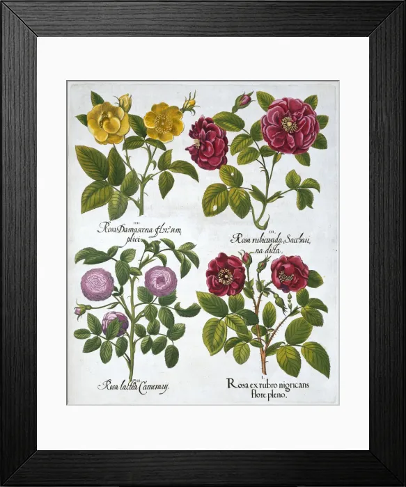 Framed Print : Roses, 1613 Framed Print : Roses, 1613