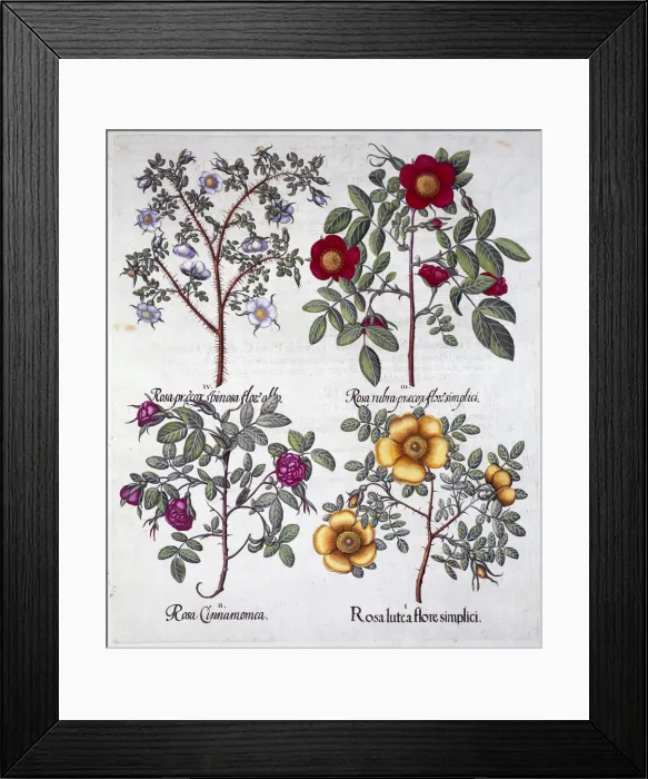 Framed Print : Roses, 1613