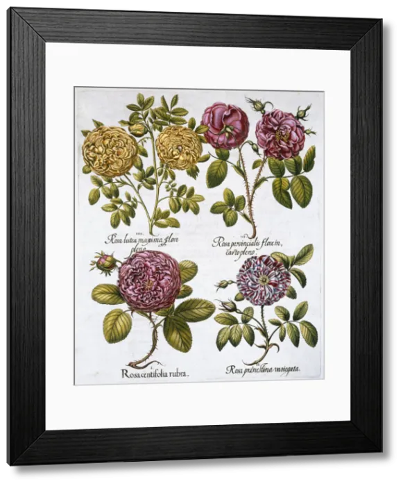 Framed Print : Roses, 1613 Framed Print : Roses, 1613