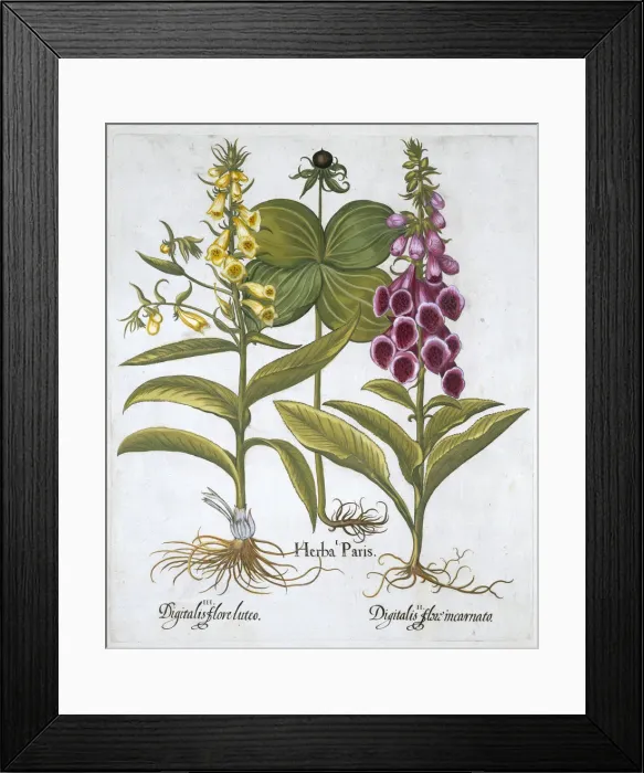 Framed Print : Herb Paris (Solanum quadrifolium), Common Foxglove (Digitalis Purpurea) Large Yellow Framed Print : Herb Paris (Solanum quadrifolium), Common Foxglove (Digitalis Purpurea) Large Yellow