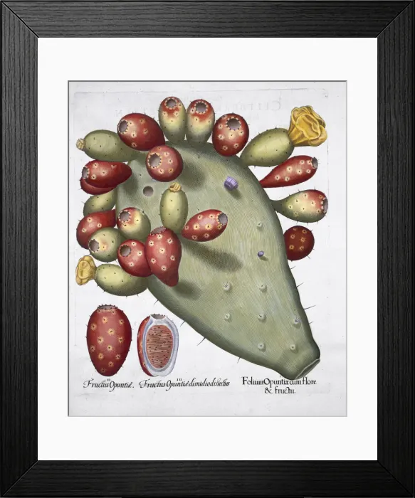Framed Print : Folium Opuntia, 1613 Framed Print : Folium Opuntia, 1613