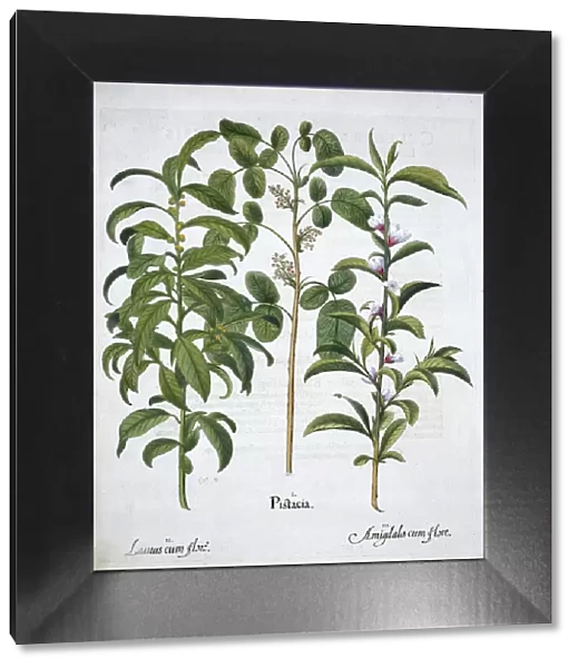 Pistachio Nut, Bay Tree (Laurus Nobilis) and Almond, 1613