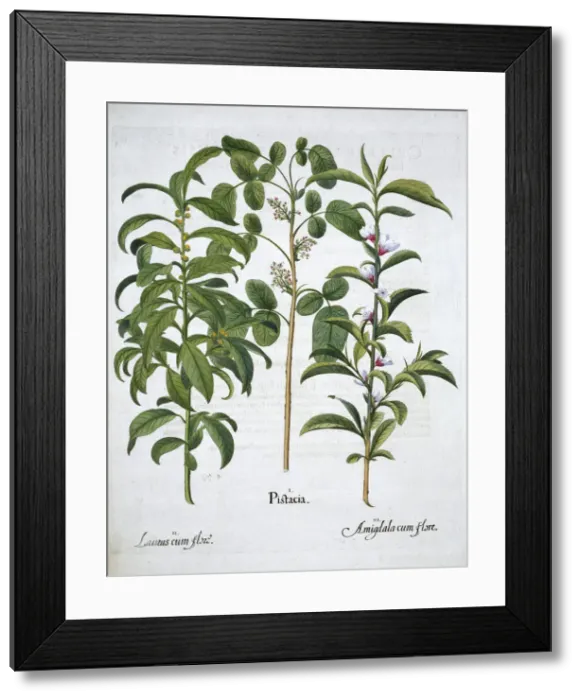 Framed Print : Pistachio Nut, Bay Tree (Laurus Nobilis) and Almond, 1613 Framed Print : Pistachio Nut, Bay Tree (Laurus Nobilis) and Almond, 1613
