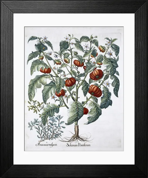Framed Print : African Tomato and Marjoram plants, 1613 Framed Print : African Tomato and Marjoram plants, 1613