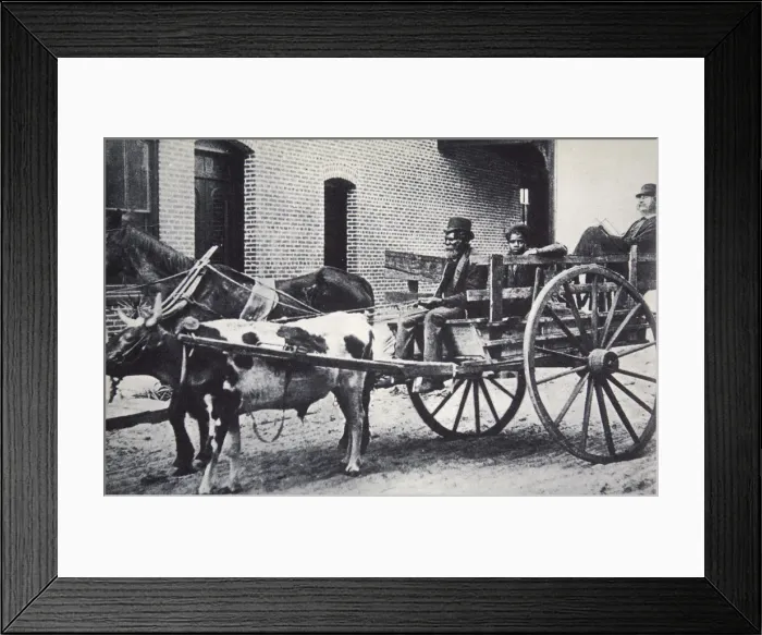 Framed Print : Mark Twain, American author, in the back of a horse and ox drawn cart, c1900. Artist Framed Print : Mark Twain, American author, in the back of a horse and ox drawn cart, c1900. Artist