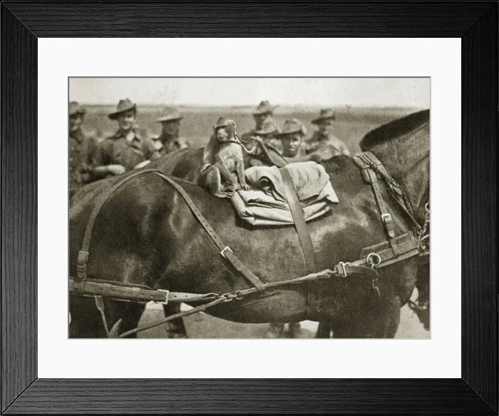 Framed Print : The mascot of the Anzacs, Somme campaign, France, World War I, 1916 Framed Print : The mascot of the Anzacs, Somme campaign, France, World War I, 1916