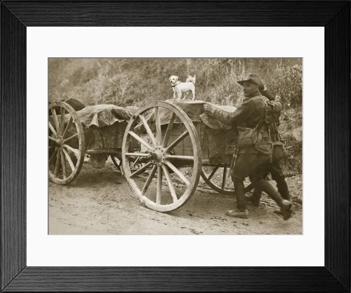 Framed Print : Australian troops returning from the trenches with their mascot, World War I, France, 1916 Framed Print : Australian troops returning from the trenches with their mascot, World War I, France, 1916