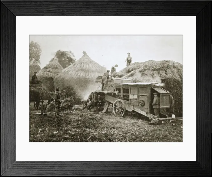 Framed Print : Threshing for straw for soldiers use, France, World War I, 1916 Framed Print : Threshing for straw for soldiers use, France, World War I, 1916