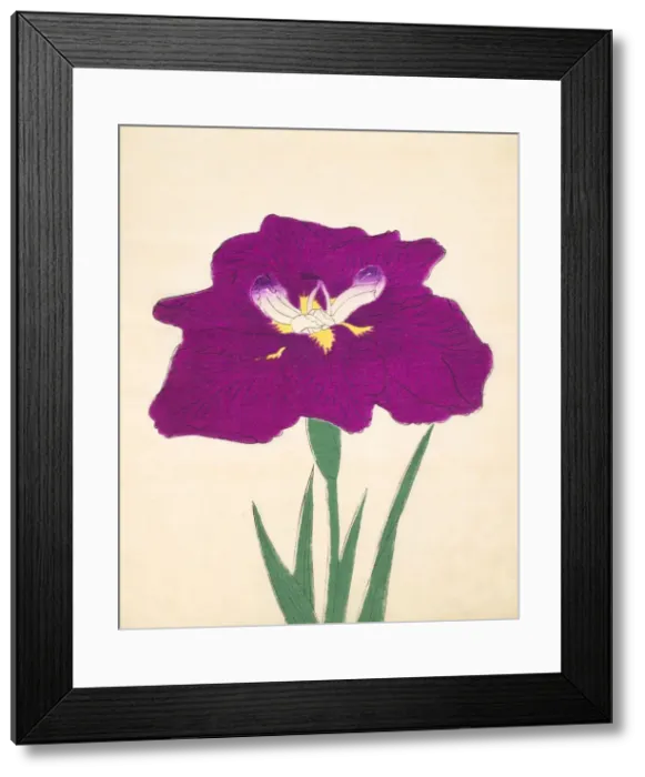 Framed Print : Hizume-No-Hyoshi, No. 29, 1890, (colour woodblock print) Framed Print : Hizume-No-Hyoshi, No. 29, 1890, (colour woodblock print)