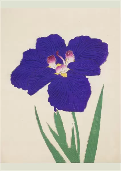Shira-No-Tamoto, No. 49, 1890, (colour woodblock print)