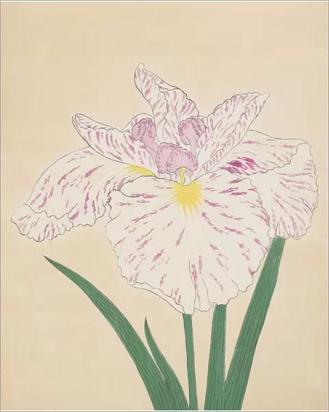 Uji-No-Kawagiri, No. 55, 1890, (colour woodblock print)