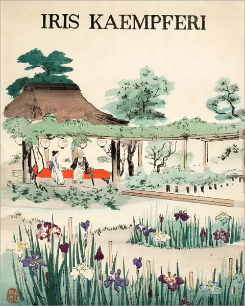 Iris Kaempferi - Front Cover, 1890, (colour woodblock print)