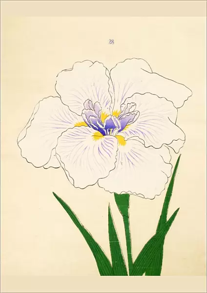 Manu-Zuru, No. 28, 1890, (colour woodblock print)