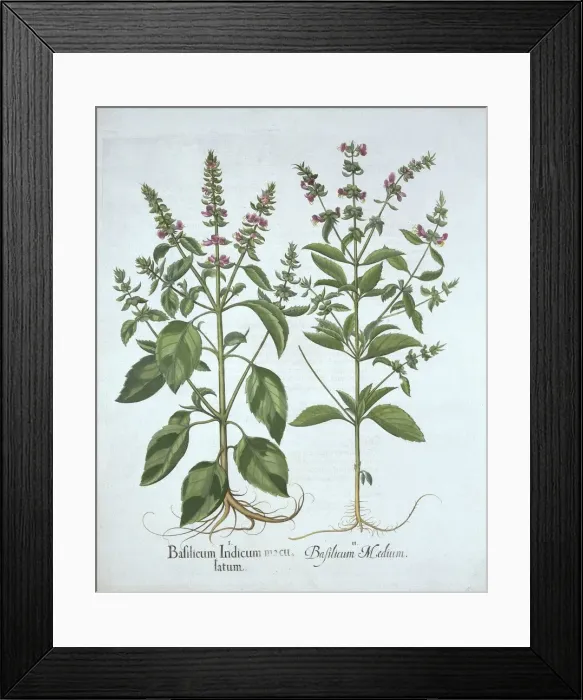 Framed Print : Basil, from Hortus Eystettensis, by Basil Besler (1561-1629), pub Framed Print : Basil, from Hortus Eystettensis, by Basil Besler (1561-1629), pub