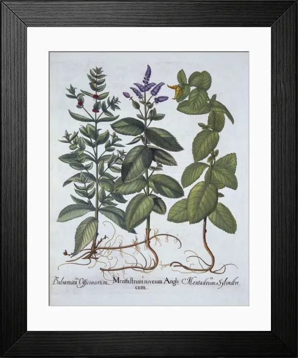 Framed Print : Horsemint and Spearmint, from Hortus Eystettensis, by Basil Besler (1561-1629), pub Framed Print : Horsemint and Spearmint, from Hortus Eystettensis, by Basil Besler (1561-1629), pub