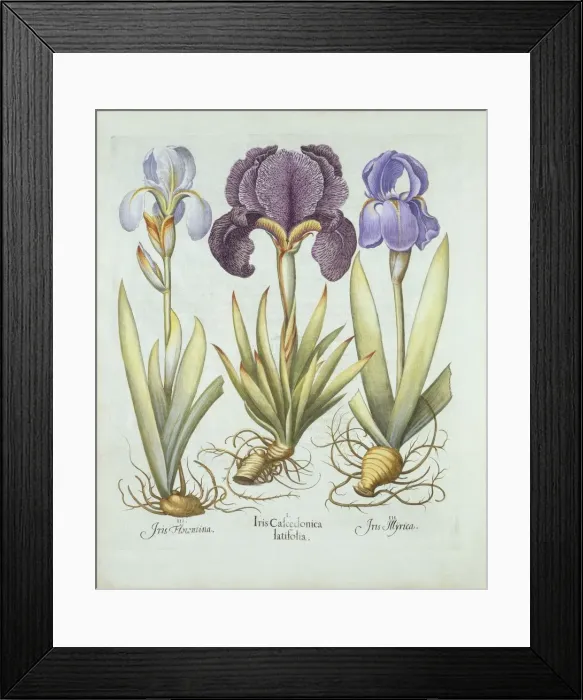Framed Print : Three varieties of rhizomatous beardless irises, from Hortus Eystettensis, by Basil Besler Framed Print : Three varieties of rhizomatous beardless irises, from Hortus Eystettensis, by Basil Besler