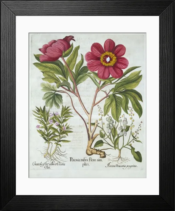 Framed Print : Paeony, Hedge Hyssop and Sheeps Sorrel, from Hortus Eystettensis, by Basil Besler (1561-1629) Framed Print : Paeony, Hedge Hyssop and Sheeps Sorrel, from Hortus Eystettensis, by Basil Besler (1561-1629)