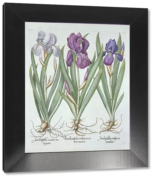 Three varieties of rhizomatous bearded irises, from Hortus Eystettensis, by Basil Besler