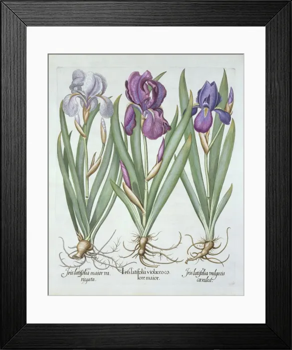 Framed Print : Three varieties of rhizomatous bearded irises, from Hortus Eystettensis, by Basil Besler
