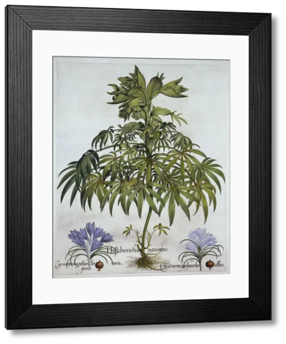 Framed Print : Stinking Hellebore, and Two Kinds of Crocus, from Hortus Eystettensis, by Basil Besler Framed Print : Stinking Hellebore, and Two Kinds of Crocus, from Hortus Eystettensis, by Basil Besler