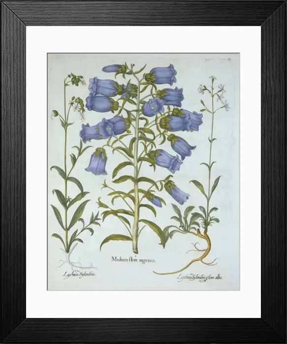 Framed Print : Canterbury Bells, White Bladder Campion, Nottingham Catchfly, from Hortus Eystettensis Framed Print : Canterbury Bells, White Bladder Campion, Nottingham Catchfly, from Hortus Eystettensis