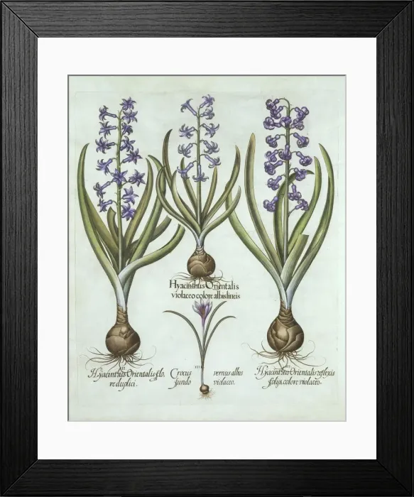 Framed Print : Hyacinths and an Autumn Crocus, from Hortus Eystettensis, by Basil Besler (1561-1629), pub Framed Print : Hyacinths and an Autumn Crocus, from Hortus Eystettensis, by Basil Besler (1561-1629), pub
