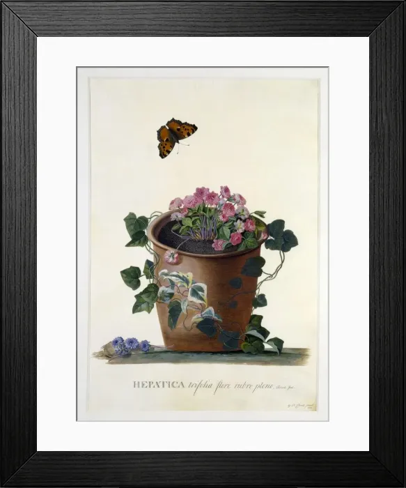 Framed Print : Hepatica. Liverleaf or Liverwort. Part of buttercup family; Medicinal herb Framed Print : Hepatica. Liverleaf or Liverwort. Part of buttercup family; Medicinal herb