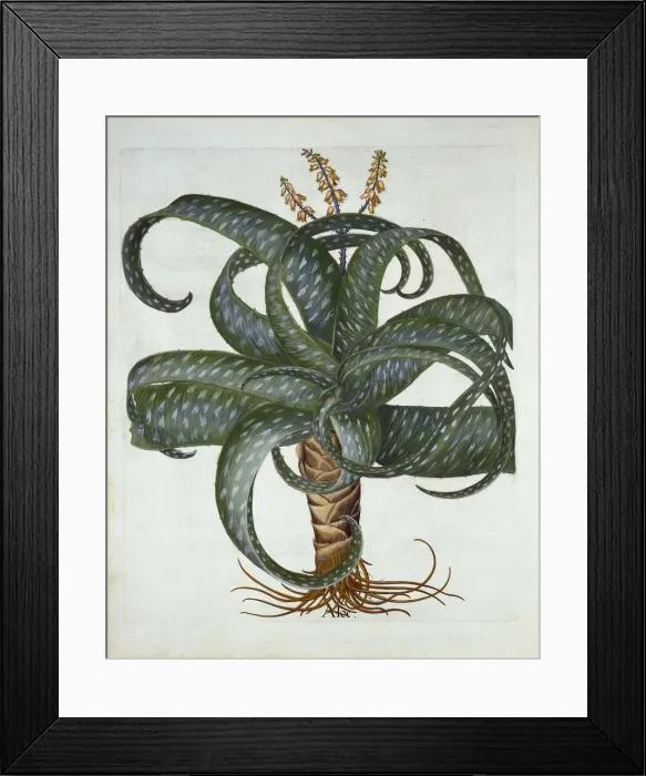 Framed Print : Barbados Aloe, from Hortus Eystettensis, by Basil Besler (1561-1629) pub. 1613 Framed Print : Barbados Aloe, from Hortus Eystettensis, by Basil Besler (1561-1629) pub. 1613