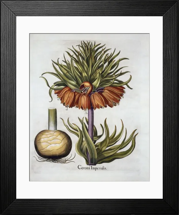 Framed Print : Crown Imperial called Fritillaria, from Hortus Eystettensis, by Basil Besler (1561-1629) pub Framed Print : Crown Imperial called Fritillaria, from Hortus Eystettensis, by Basil Besler (1561-1629) pub