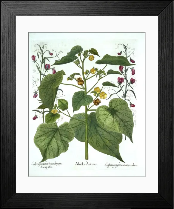 Framed Print : Velvetleaf and Sweet Peas, from Hortus Eystettensis, by Basil Besler (1561-1629), pub Framed Print : Velvetleaf and Sweet Peas, from Hortus Eystettensis, by Basil Besler (1561-1629), pub