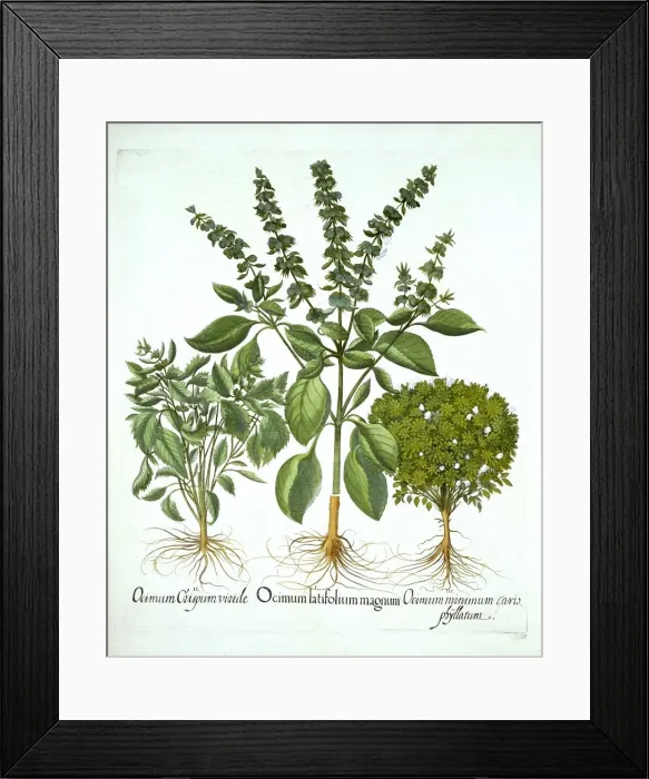 Framed Print : Holy Basil, and Two Further Varieties of Basil, from Hortus Eystettensis, by Basil Besler Framed Print : Holy Basil, and Two Further Varieties of Basil, from Hortus Eystettensis, by Basil Besler