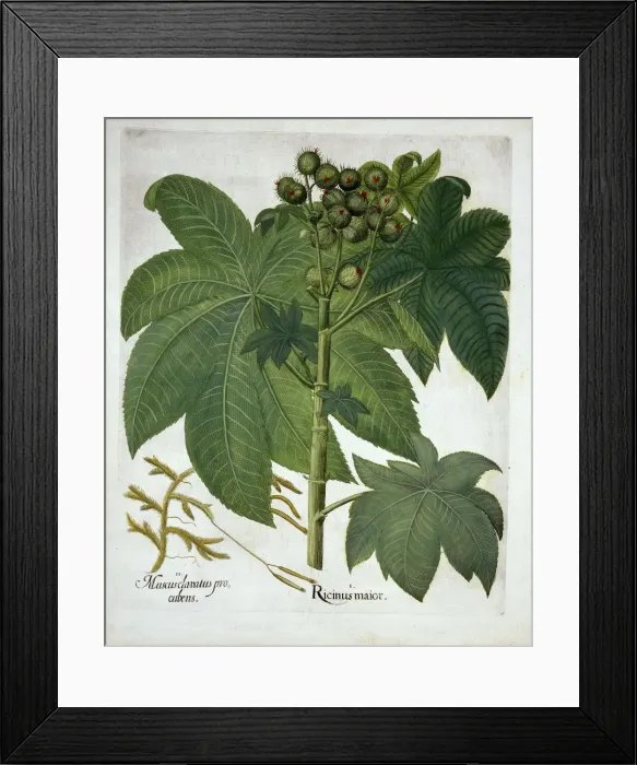 Framed Print : Castor Oil Plant, from Hortus Eystettensis, by Basil Besler (1561-1629) pub. 1613 Framed Print : Castor Oil Plant, from Hortus Eystettensis, by Basil Besler (1561-1629) pub. 1613