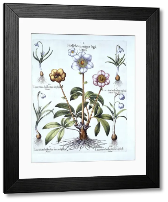 Framed Print : Christmas Rose and Snowdrop Variations, from Hortus Eystettensis, by Basil Besler (1561-1629) Framed Print : Christmas Rose and Snowdrop Variations, from Hortus Eystettensis, by Basil Besler (1561-1629)