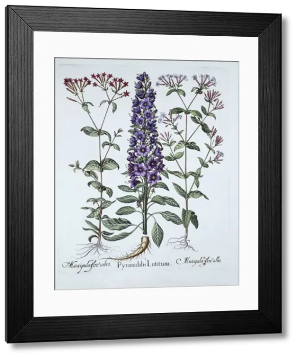 Framed Print : Pyramidal Campanula, Muscipulas, from Hortus Eystettensis, by Basil Besler (1561-1629), pub Framed Print : Pyramidal Campanula, Muscipulas, from Hortus Eystettensis, by Basil Besler (1561-1629), pub