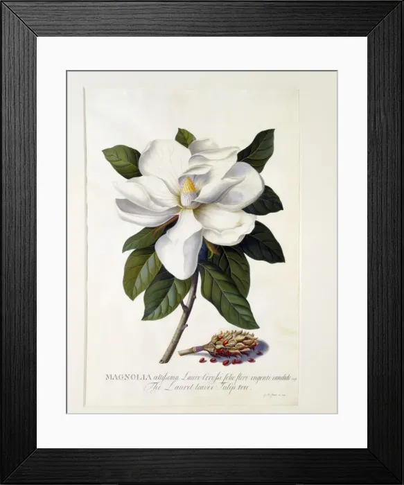 Framed Print : Magnolia Grandiflora, c. 1743 (hand coloured engraving) Framed Print : Magnolia Grandiflora, c. 1743 (hand coloured engraving)