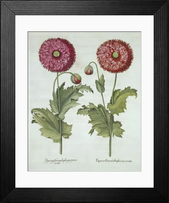 Framed Print : Poppies, from Hortus Eystettensis, by Basil Besler (1561-1629) pub. 1613 Framed Print : Poppies, from Hortus Eystettensis, by Basil Besler (1561-1629) pub. 1613