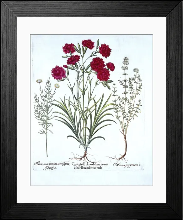 Framed Print : Carnation, Cat Thyme and Common Lavender Cotton, from Hortus Eystettensis, by Basil Besler Framed Print : Carnation, Cat Thyme and Common Lavender Cotton, from Hortus Eystettensis, by Basil Besler