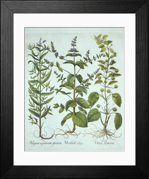 Framed Print : Spearmint, Roman Nettle and Long-Leaved Horsemint, from Hortus Eystettensis, by Basil Besler Framed Print : Spearmint, Roman Nettle and Long-Leaved Horsemint, from Hortus Eystettensis, by Basil Besler