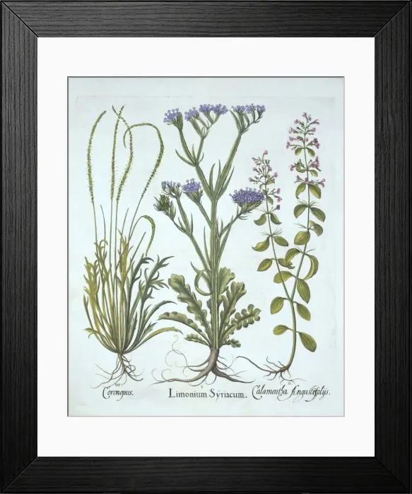 Framed Print : Sea Lavender, Swine Cress, Calamint, from Hortus Eystettensis, by Basil Besler (1561-1629), pub