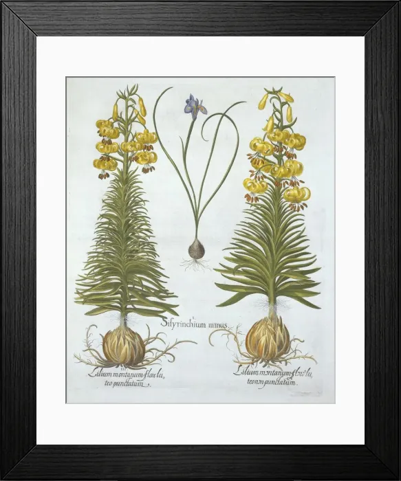 Framed Print : Yellow Turkscap Lily with bulb and Dwarf Blue-Eyed Grass, , from Hortus Eystettensis Framed Print : Yellow Turkscap Lily with bulb and Dwarf Blue-Eyed Grass, , from Hortus Eystettensis