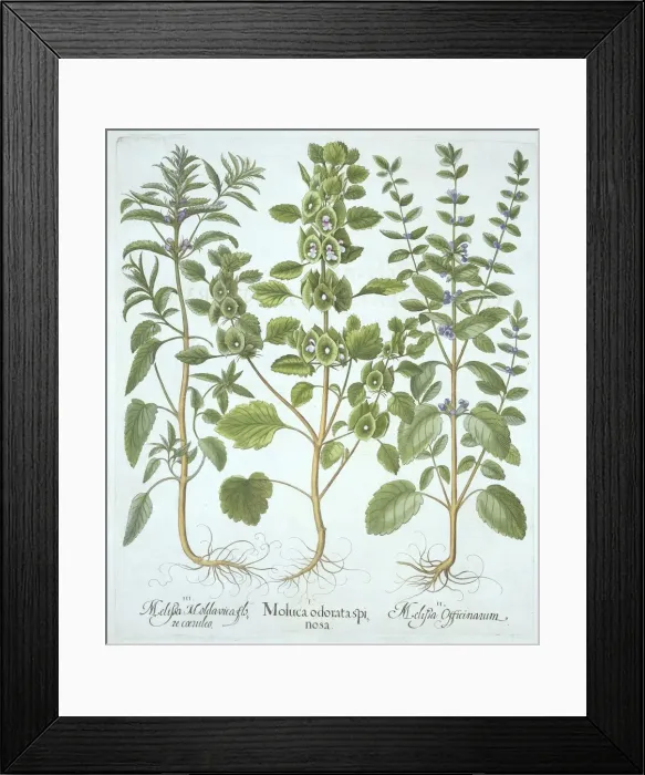 Framed Print : Three Types of Balm, from Hortus Eystettensis, by Basil Besler (1561-1629), pub Framed Print : Three Types of Balm, from Hortus Eystettensis, by Basil Besler (1561-1629), pub
