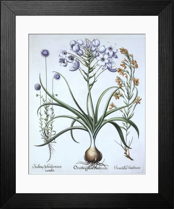 Framed Print : Star of Bethlehem, with Blue Flowered Sheeps Bit and Dyers Greenwood, from Hortus Framed Print : Star of Bethlehem, with Blue Flowered Sheeps Bit and Dyers Greenwood, from Hortus