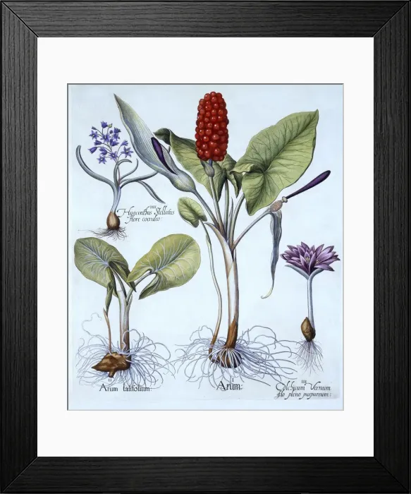 Framed Print : Cuckoo Pint, Spring Meadow Saffron, Star Hyacinth, from Hortus Eystettensis, by Basil Besler Framed Print : Cuckoo Pint, Spring Meadow Saffron, Star Hyacinth, from Hortus Eystettensis, by Basil Besler