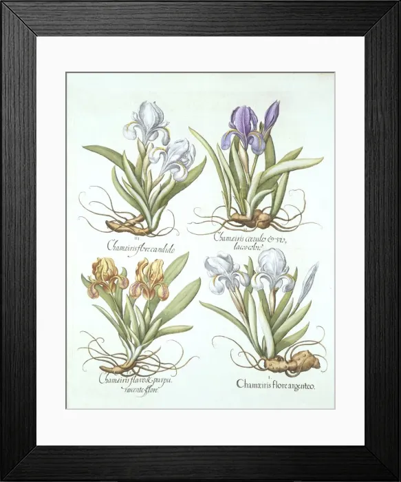 Framed Print : Four varieties of rhizomatous irises, from Hortus Eystettensis, by Basil Besler Framed Print : Four varieties of rhizomatous irises, from Hortus Eystettensis, by Basil Besler