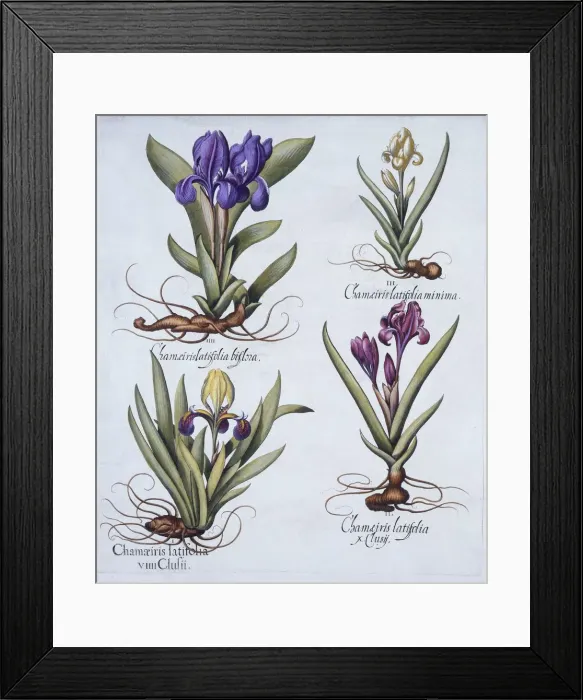 Framed Print : Variegated Dwarf Bearded Iris, Mauve Dwarf Bearded Iris, Cream Coloured Dward Bearded Iris Framed Print : Variegated Dwarf Bearded Iris, Mauve Dwarf Bearded Iris, Cream Coloured Dward Bearded Iris