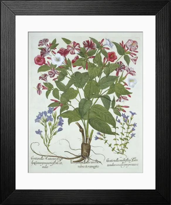 Framed Print : The Marvel of Peru and Two Varieties of Gentian, from Hortus Eystettensis Framed Print : The Marvel of Peru and Two Varieties of Gentian, from Hortus Eystettensis