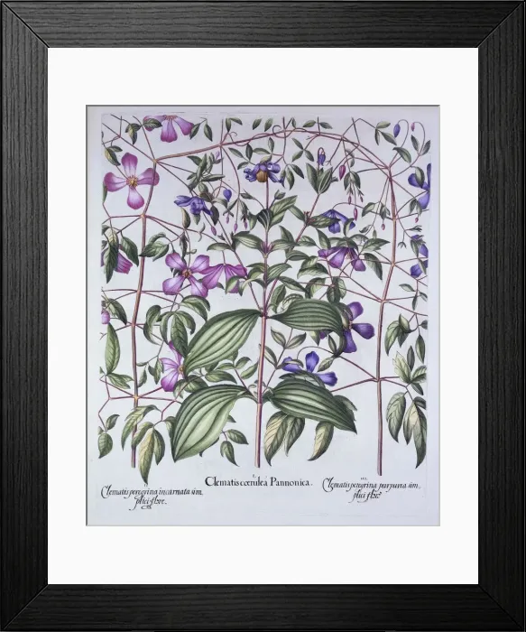 Framed Print : Three Types of Clematis, from Hortus Eystettensis, by Basil Besler (1561-1629), pub Framed Print : Three Types of Clematis, from Hortus Eystettensis, by Basil Besler (1561-1629), pub