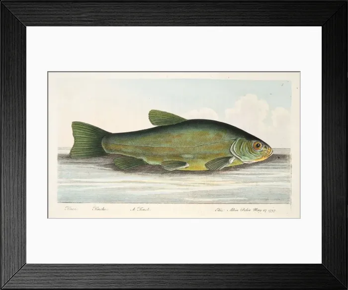 Framed Print : The Tench, from A Treatise on Fish and Fish-ponds, pub. 1832 (hand coloured engraving) Framed Print : The Tench, from A Treatise on Fish and Fish-ponds, pub. 1832 (hand coloured engraving)