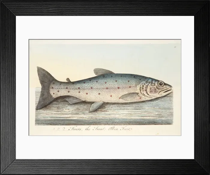 Framed Print : The Trout, from A Treatise on Fish and Fish-ponds, pub. 1832 (hand coloured engraving) Framed Print : The Trout, from A Treatise on Fish and Fish-ponds, pub. 1832 (hand coloured engraving)